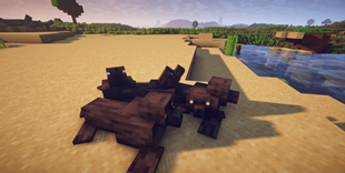 Sea Lions