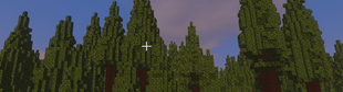 redwood forest