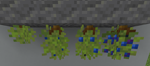 vital_bush_ages.png