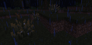 Firefly Bush