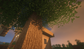 oak tree