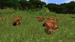 Dhole