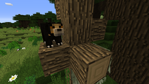 Sun Bear