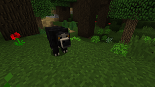 Sloth Bear