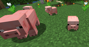 Baby pig!