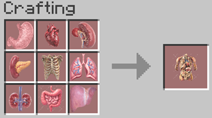 Human Anatomy!