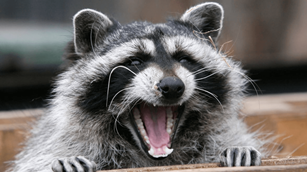 raccoon_speaking.png