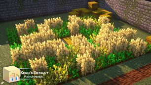 Wheat Field!