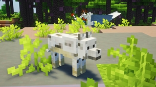 Birch Wolf