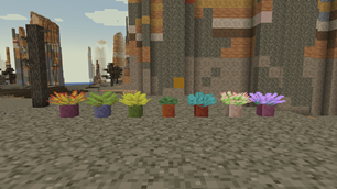Succulent Plants in Dyed Flower Pots!