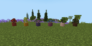 Saplings in Dyed Flower Pots!