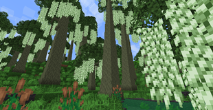 Mossy Trees And Quiet Swamps
