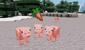 pigphoto(1).png