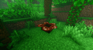 Rafflesia