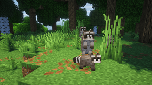 Raccoons