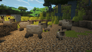 Capybaras