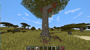 Collapse physics