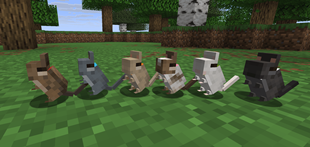 degu-babies.png