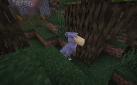 Birb