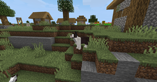 dog in a village