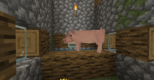 pig in a barn