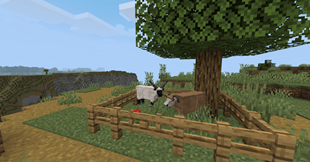 sheep in a pen