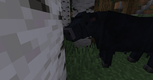 angus bull in a forest