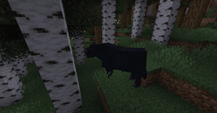 angus bull