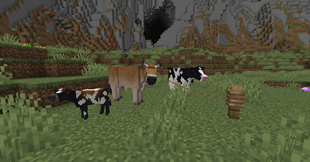 dairy cow family