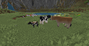 dairy cow family