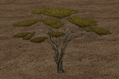 TreeSC2.jpg