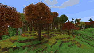 forest