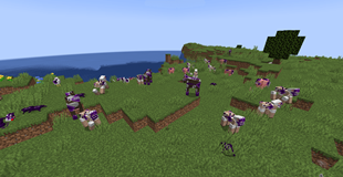 animals