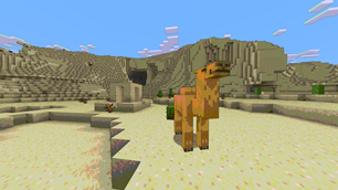 Camel on a desert