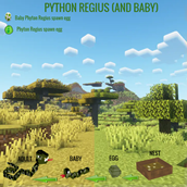 Phyton Regius (and his baby)