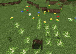 saplings behing planted
