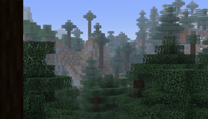 Forest - Day Time