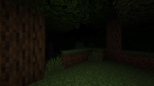Forest - Night Time
