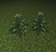tobacco bush