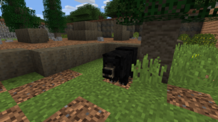 Asiatic Black Bear