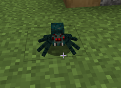 a new baby spider