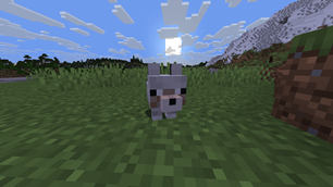 baby dog