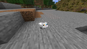 baby cat