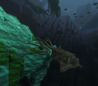 Giant squid Swimming