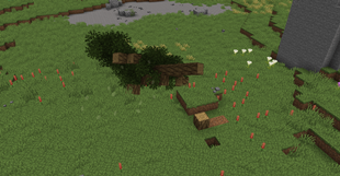 Fallen Tree