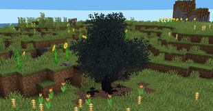 Burnt Tree