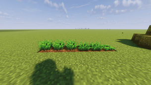 Carrot no pack
