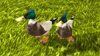 ducks_1_.jpg