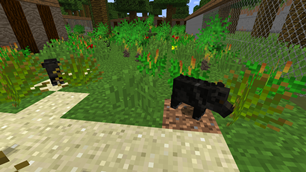 Collared Peccary