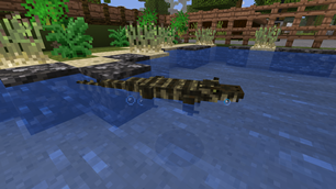 Spectacled Caiman